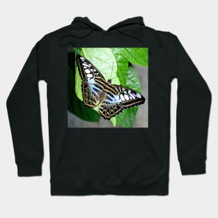 Blue Tiger Butterfly Hoodie